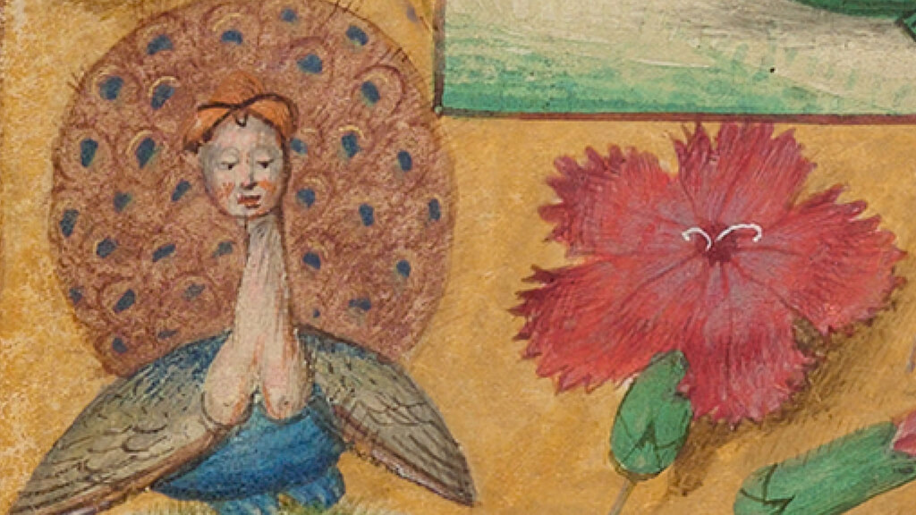 An illumination from a Medieval manuscript, of a human-headed peacock and a flower.