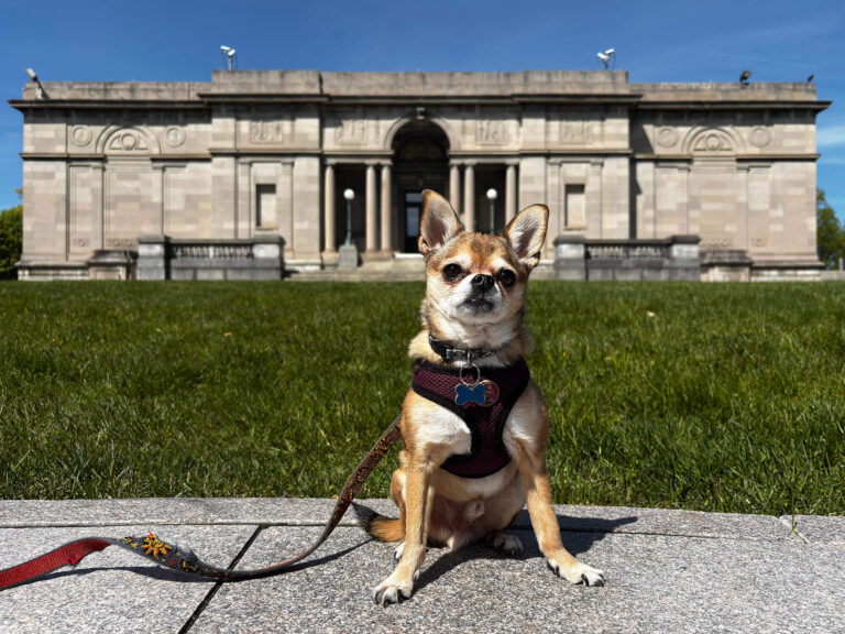 A chihuahua sitting on the sidewalk by MAG's 1913 building.